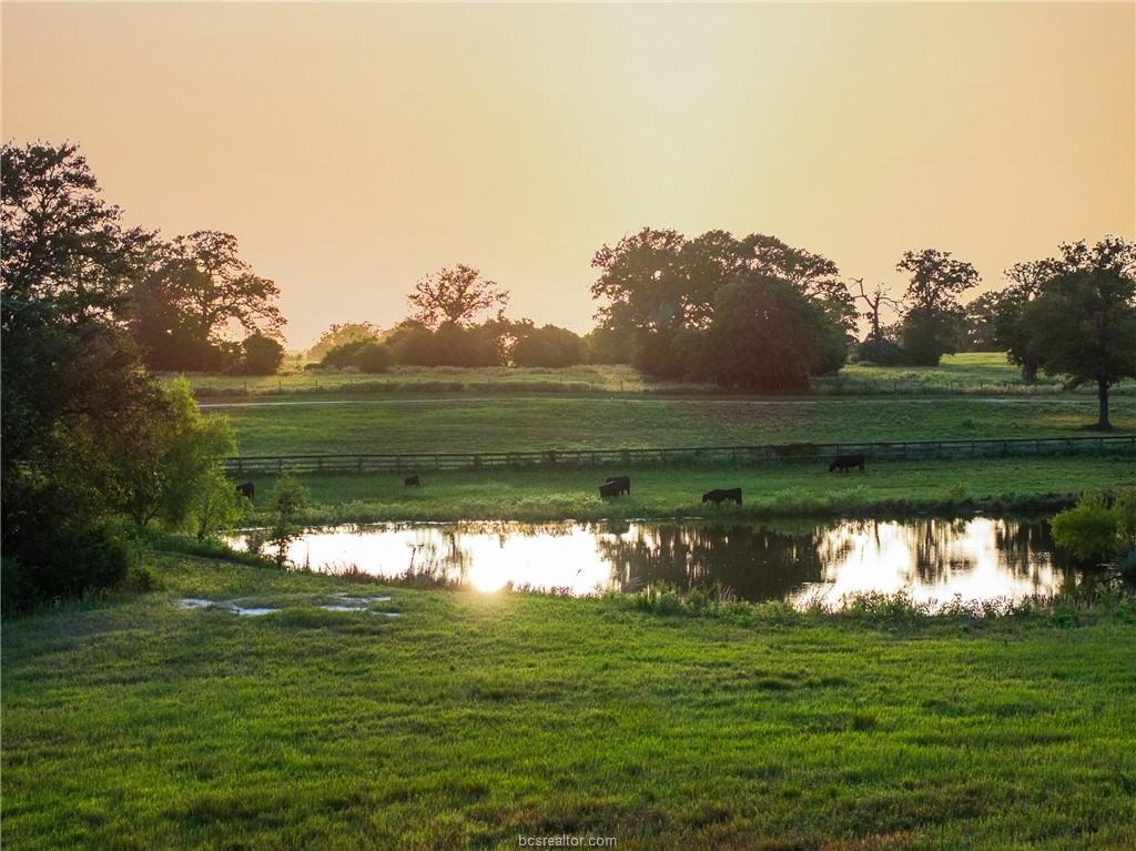 Cattle grazing beside a pond at sunset on the 173-acre ranch near Caldwell, Texas