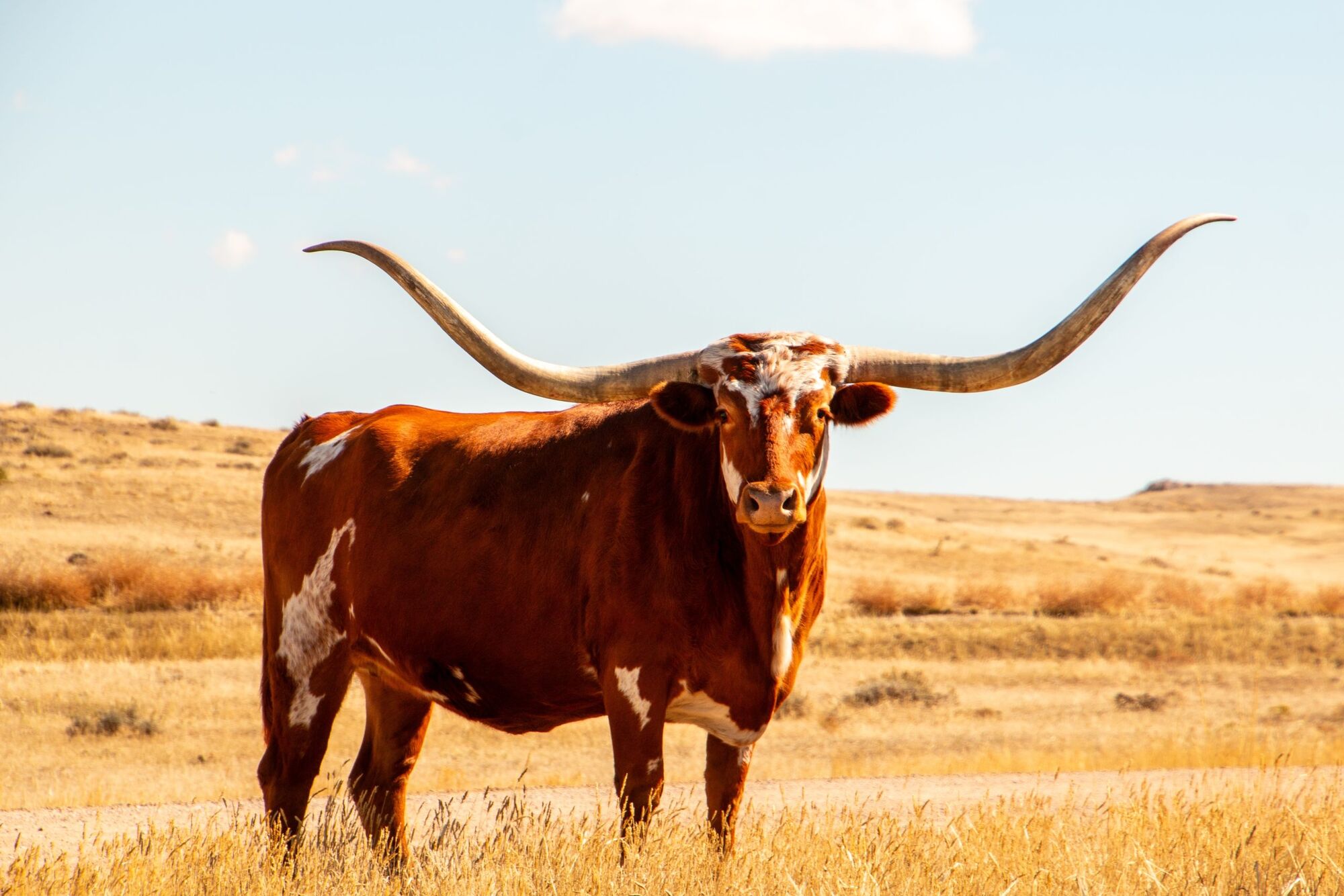 Texas pasture land managed under an agricultural open-space valuation