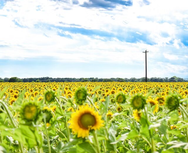 A sunflower field under a blue sky in the rural farm country around Snook, Texas